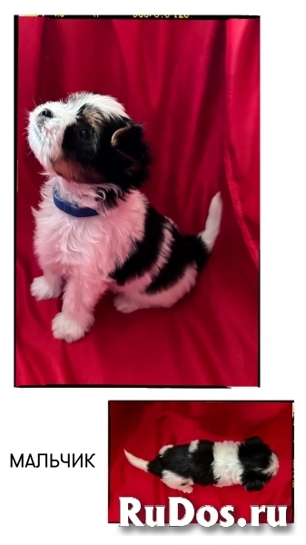 Щенки Бивера с документами изображение 4