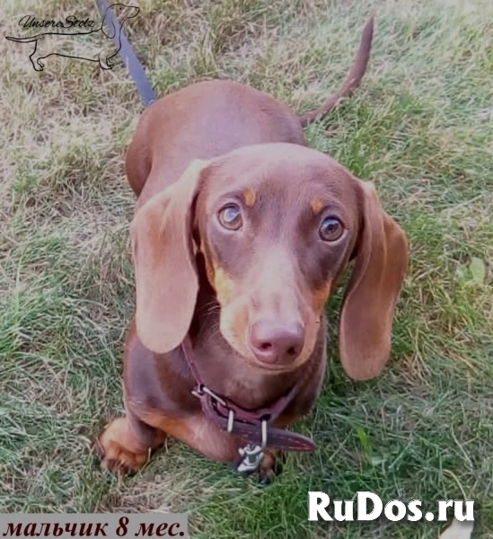 Такса миниатюрная/кроличья - шоколадные щенки/мальчики изображение 6