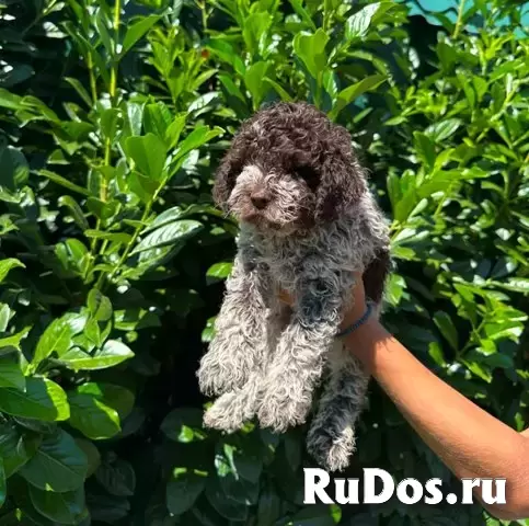 Щенки лагото романьоло изображение 3