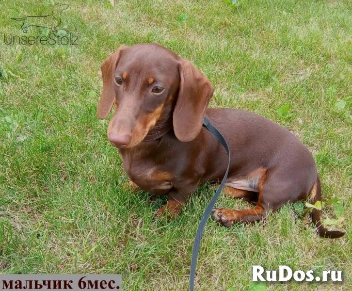 Такса миниатюрная/кроличья - шоколадные щенки/мальчики изображение 4