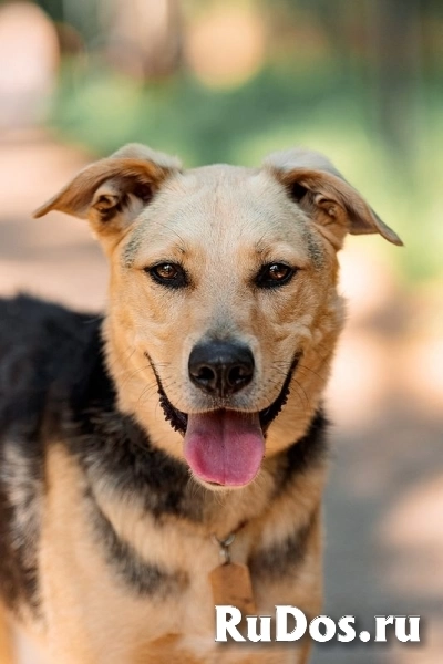 Чудесный пёс Дэнвер в добрые руки. фото