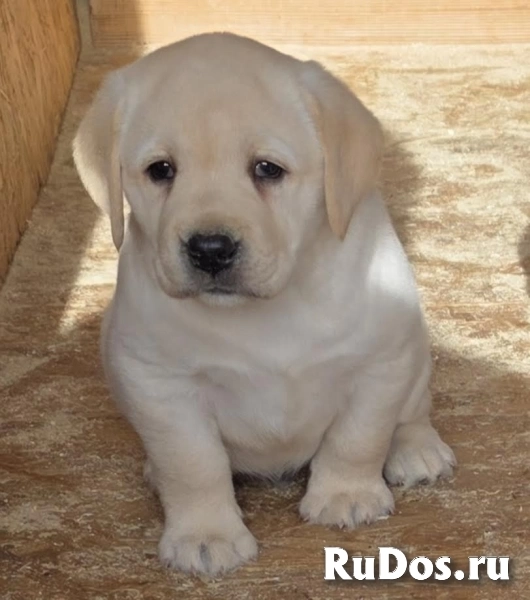 ЛАБРАДОРА-ретривера, щенки чемпионского происхождения фото