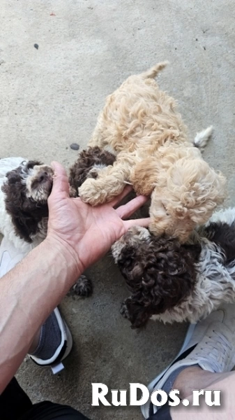 Лаготто Романьоло, щенки в наличии фотка
