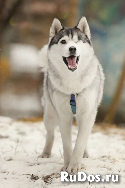 Замечательный хаски Марсель очень срочно ищет дом и заботливых родителей! изображение 6