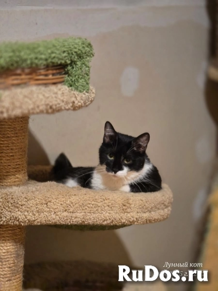 Котик Рембик изображение 4