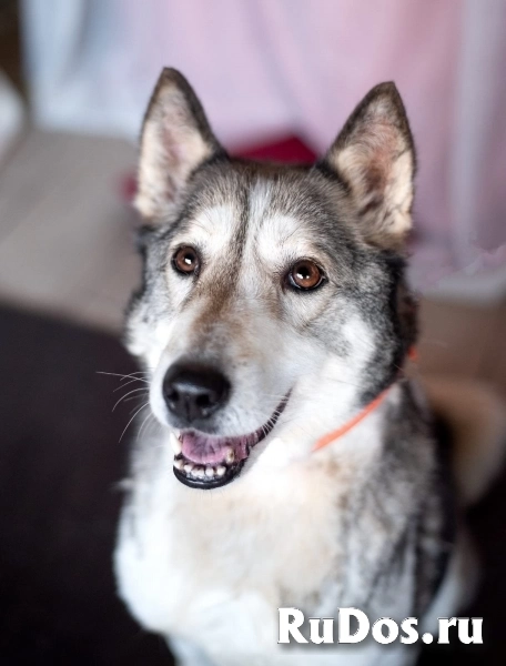 Лайка Саванна ждёт свою семью изображение 11