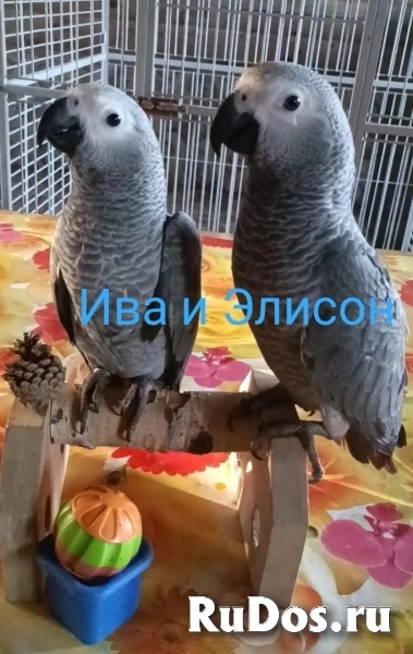 Жако и аратинга солнечный птенцы выкормыши от заводчика фотка