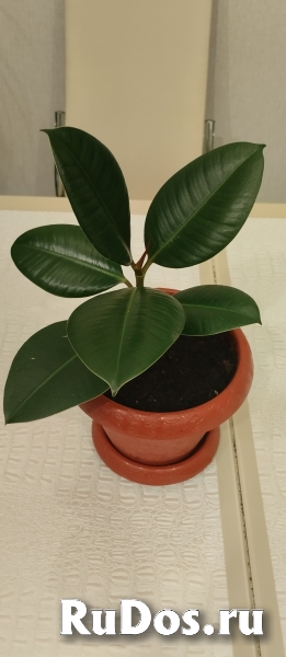 Комнатные цветы фото
