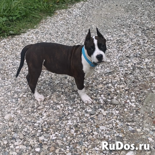 Красивая девочка Амстаффтерьера ркф изображение 3