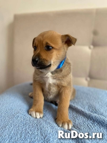 Очаровательные щенки в добрые руки! фотка