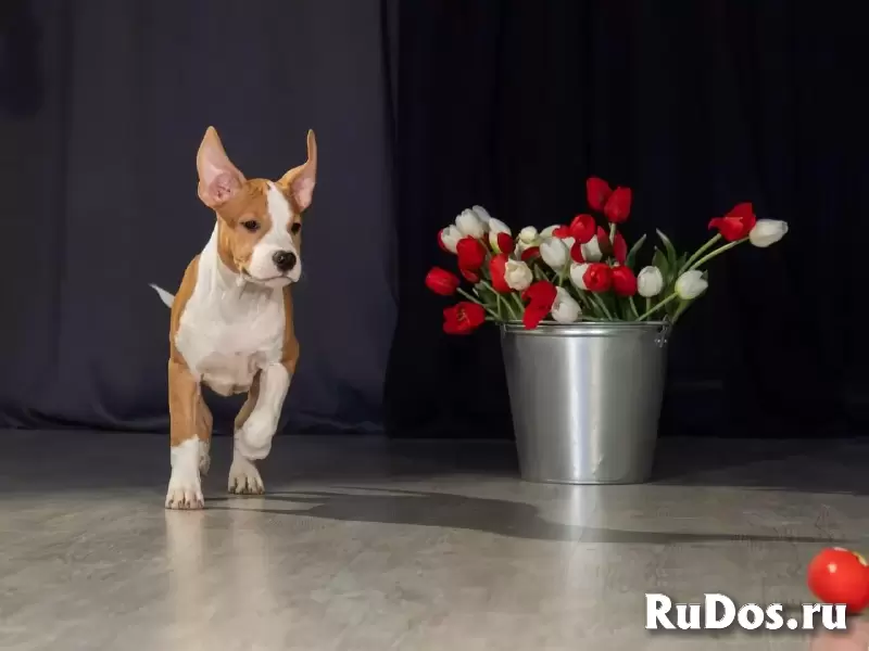 Шикарные тигровые и рыжие щенки Амстаффтерьера ркф изображение 10