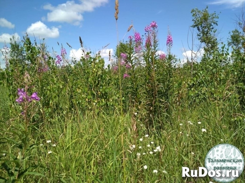 Иван-чай из Алтайского края изображение 10