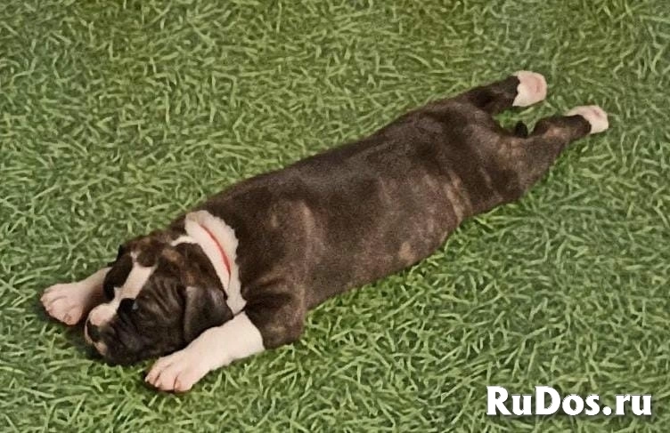 Тигровая малышка аст  ркф изображение 5