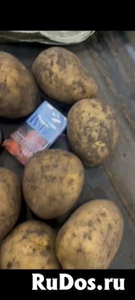 картофель изображение 4