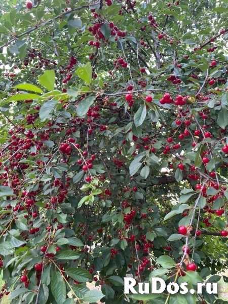 Продам дом 26 м2 изображение 4