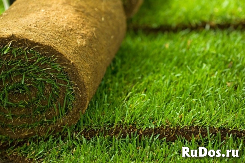Рулонный газон фотка
