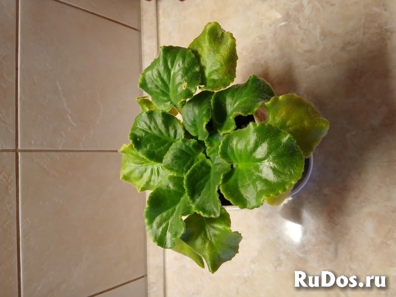 , купить растения фотка