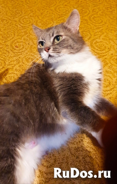 Ласковая кошечка ищет дом фото