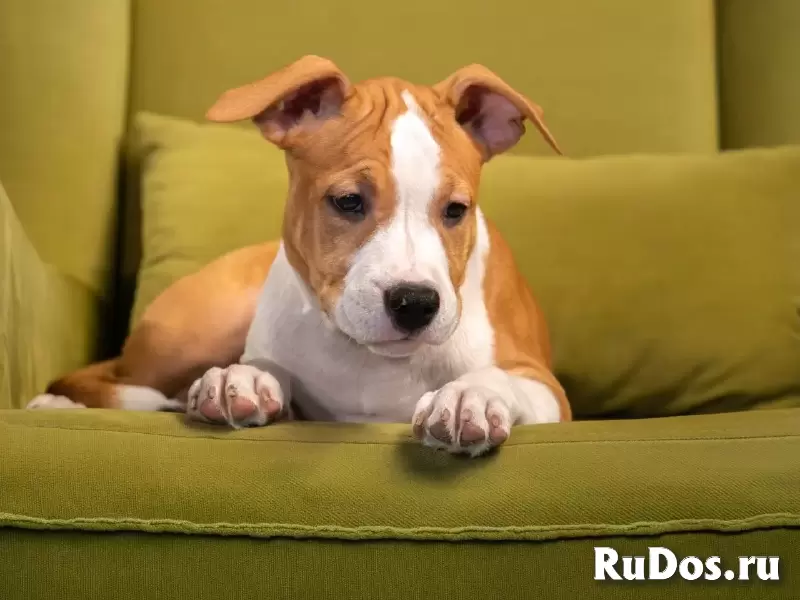 Шикарные тигровые и рыжие щенки Амстаффтерьера ркф изображение 12