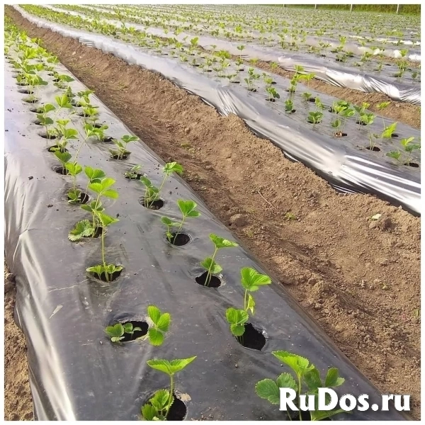 Клубничный бизнес «под ключ» изображение 5