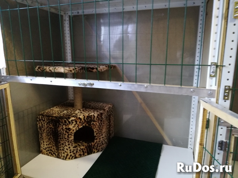 Гостиница-Передержка для кошек и маленьких собак изображение 6