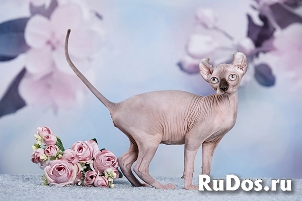 Канадский сфинкс, Эльф, бамбино - друг крокодила изображение 5