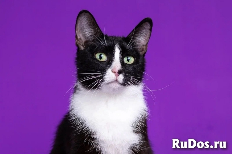 две красотки Кнопа и Триша хотят домой изображение 3