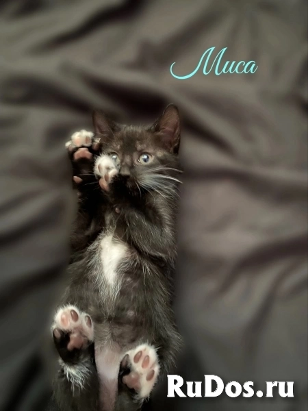 Воспитанные котята изображение 3