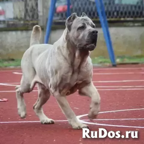 Щенки кане корсо обоих полов изображение 11