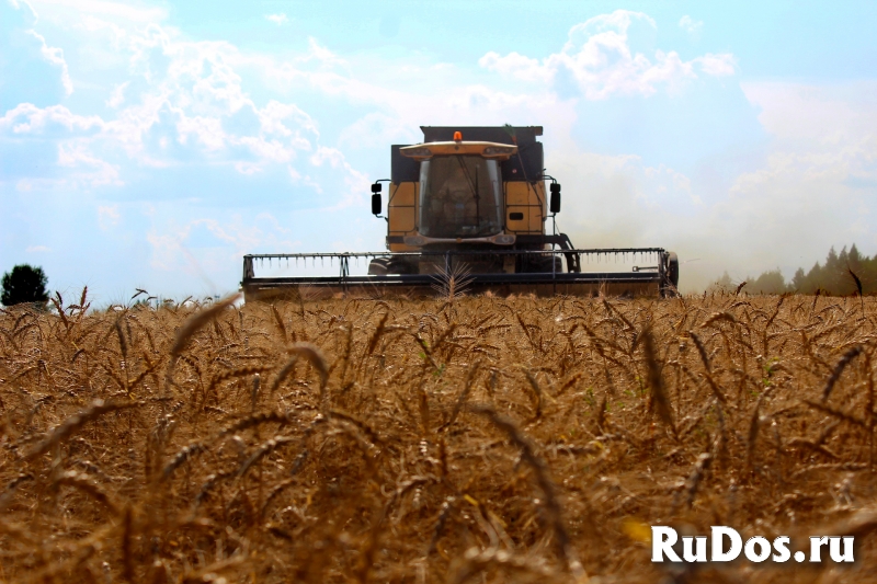 Семена озимой пшеницы Гомер, Граф, Гурт, Степь, Стиль-18 фото