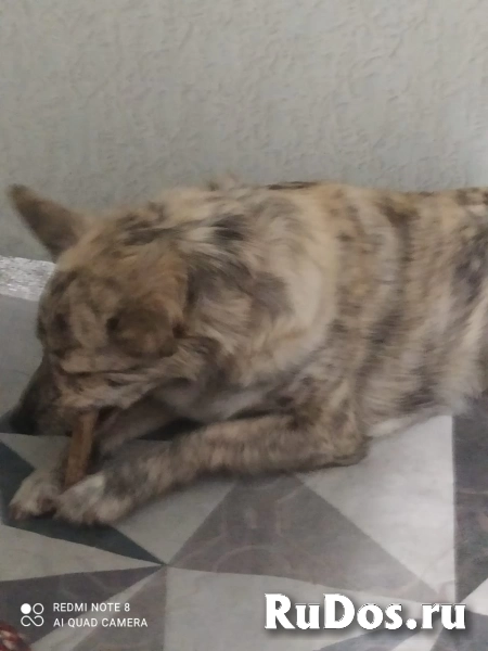 Собачка Шера ищет любящего хозяина изображение 6