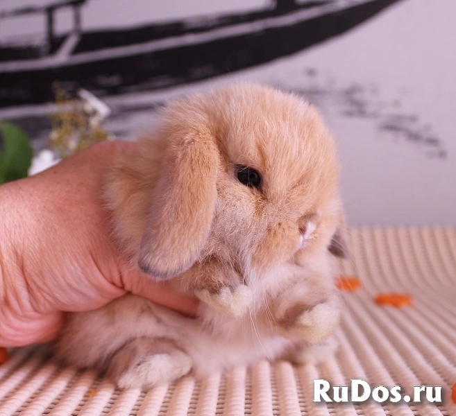 Карликовые вислоухие крольчата фото