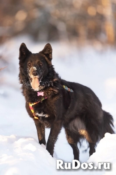 Красавица Рита в добрые руки. изображение 10