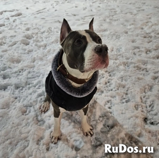 Шикарный  голубой кобель Амстаффтерьера фотка