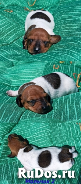 Кроличья и мини такса. Щенки из питомника изображение 4