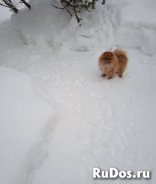 Шпицы мини и малые, щенки 2-6 месяцев изображение 6