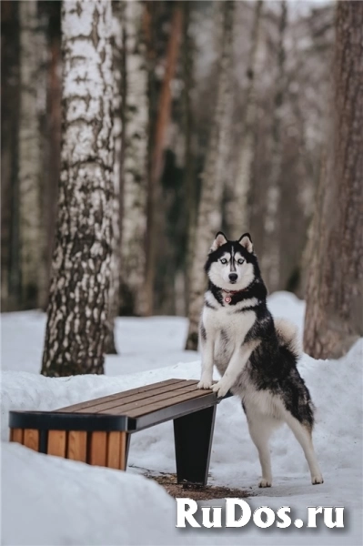 Хаски Конор в добрые руки изображение 8