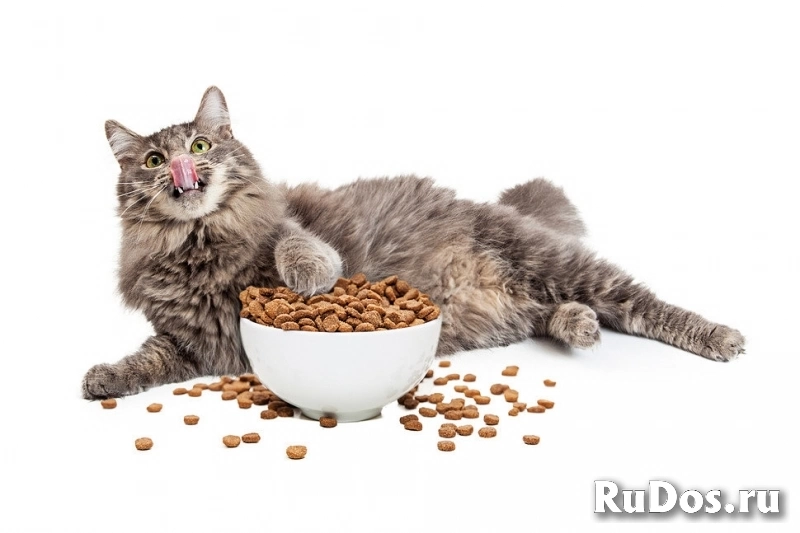 Фасовщики корма для кошек / Работа с проживанием фотка