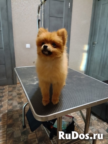 Щенки Померанского шпица изображение 8