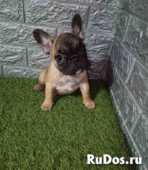Французский бульдог изображение 7