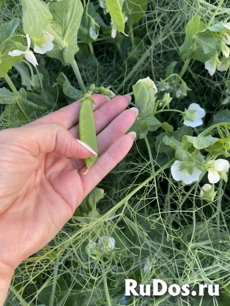 Семена гороха фото