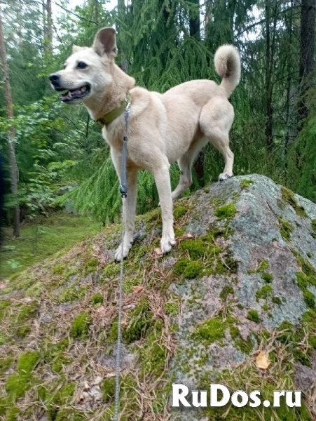 Лесси в поисках верного друга и любящего хозяина. изображение 5