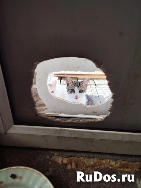 Красивые и умные котята, ищут тёплый дом изображение 4