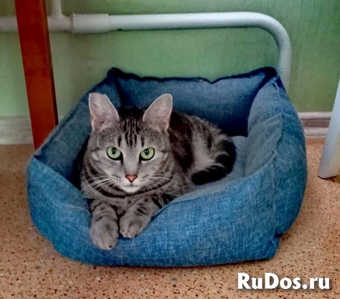 красивая мраморного окраса кошка ищет дом фото