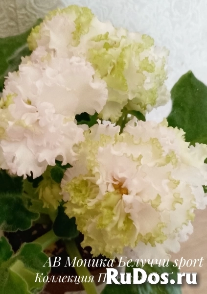 , купить растения изображение 6