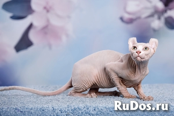 Питомник Эльфов, бамбино, Двэльфов, канадских сфинксов "Скорпион" изображение 7