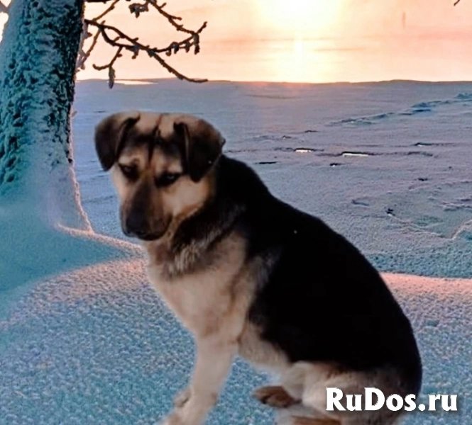 Малкин - избранный пёс фото