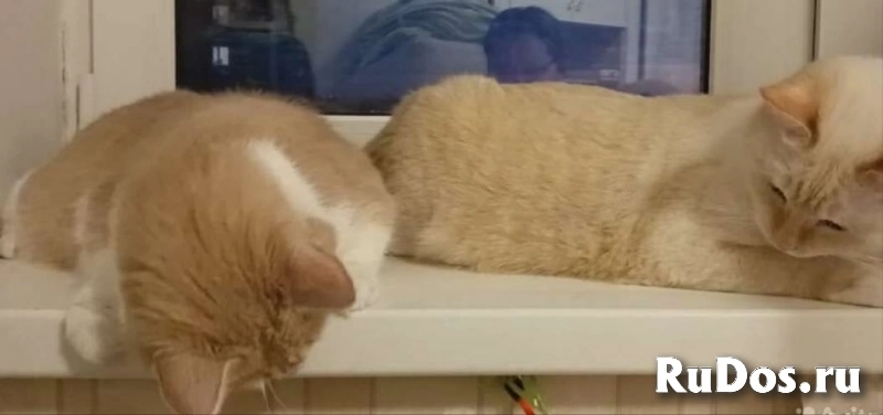 Замурчательная породистая кошка Пичи в дар изображение 5