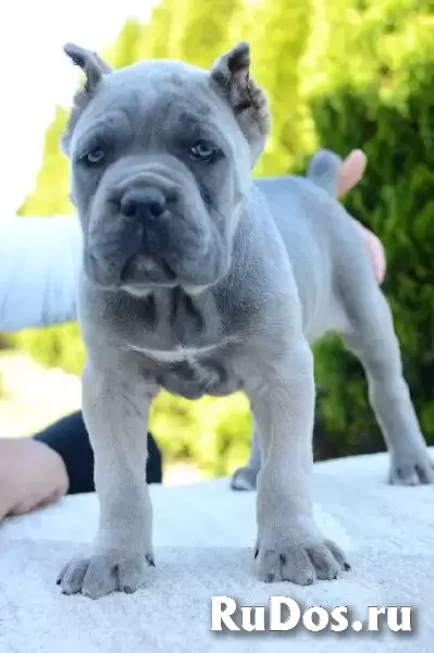 Кане Корсо, самки и самцы изображение 6