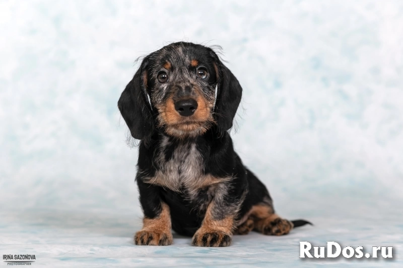 Такса жесткошерстная - щенки изображение 6